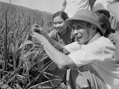 Thủ tướng Phạm Văn Đồng thị sát ruộng lúa năng suất cao của nhân dân xã Hải Anh, huyện Hải Châu, tỉnh Nam Hà (6/1969).